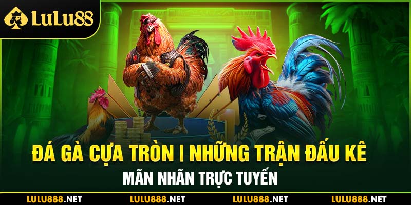 đá gà cựa tròn